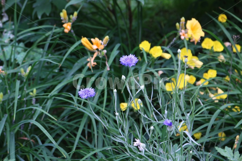 꽃,식물,자연,주황,초록,flower,plants,nature,orange,green,hana,shokubutsu,orenziiro,midori,노랑,보라,yellow,purple,kiiro,murasaki,식물,자연,plants,nature,꽃,flower
