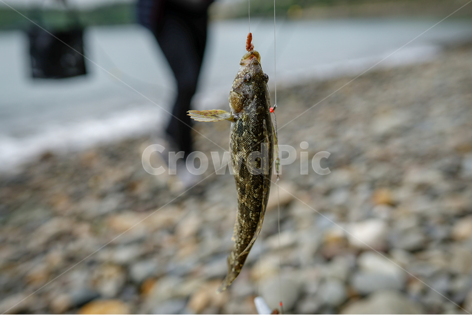 쥐노래미,낚시,생선,횟감,바다낚시,미끼,낚시한생선,fish