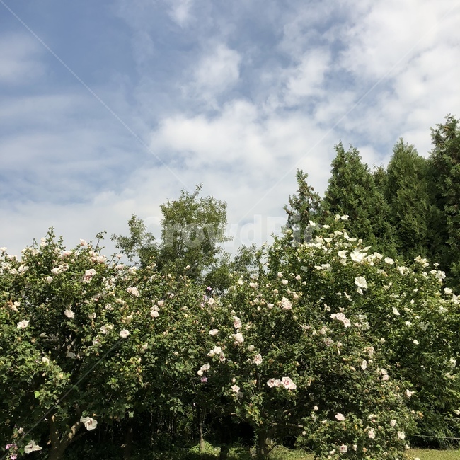 무궁화나무,꽃,나무,자연,풍경,식물,자연,plants,nature,꽃,flower