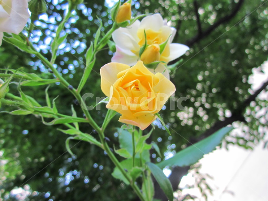 장미,야생장미꽃,rose,yellowrose,노란장미