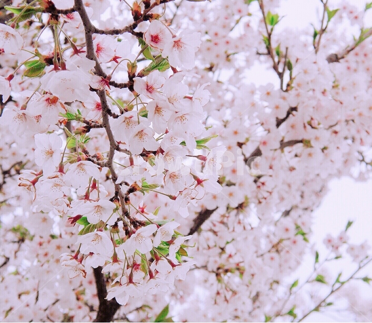 벚꽃,봄,꽃,감성,벚나무,봄,계절,spring,season,식물,자연,plants,nature,꽃,flower,plant,blossom