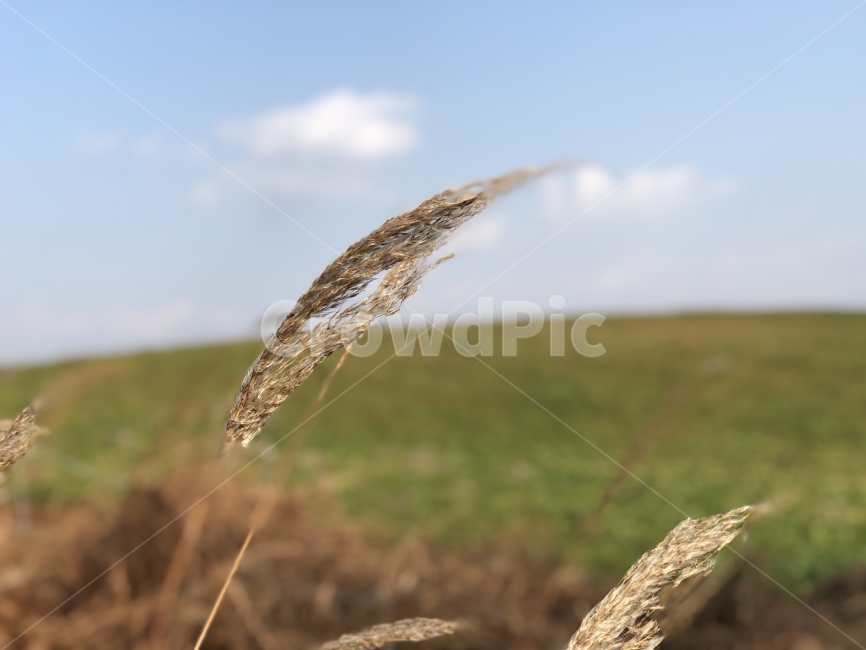 자연,공원,갈대,억새,초원,식물,자연,plants,nature