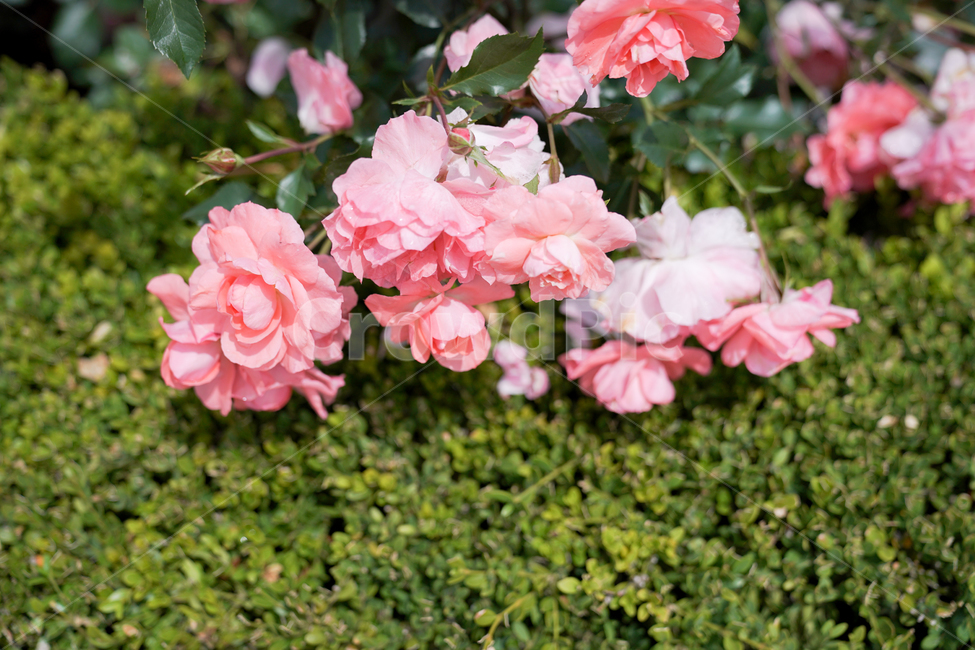 꽃,붉은꽃,여름꽃,장미,로즈,핑크장미,식물,자연,plants,nature,꽃,flower