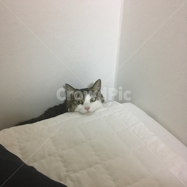 고양이,침대,고양이행동,고양이특성,턱괴기,동물,animal,포유류,mammal,고양이,cat,kitten,kitty