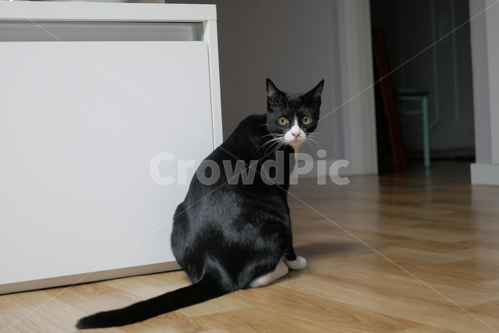 고양이,동물,반려동물,애완동물,cat,pet,동물,animal,포유류,mammal,고양이,cat,kitten,kitty