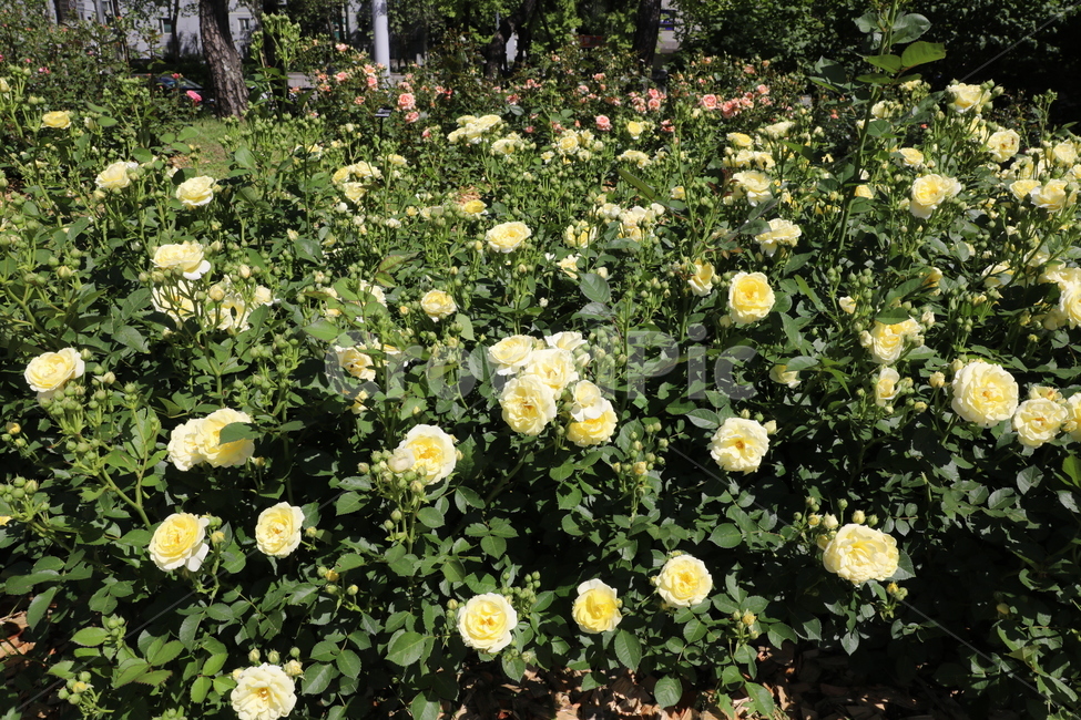 장미,장미꽃,장미공원,장미광장,로즈가든,로즈,식물,자연,plants,nature,꽃,flower