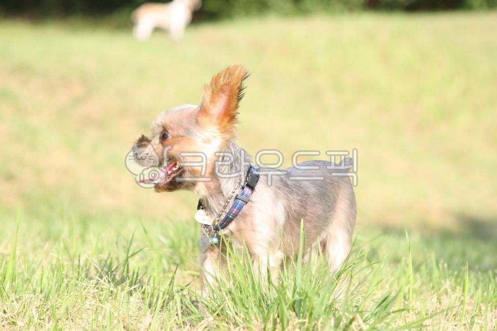 play,nature,training,York Shuttle,Pets,puppy,grass,pet dog,dog,park,pet