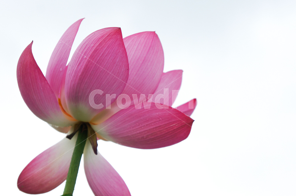 꽃,연꽃,연,경주,꽃잎,flower,식물,여름,분홍,핑크,자연,식물,자연,plants,nature,꽃,flower