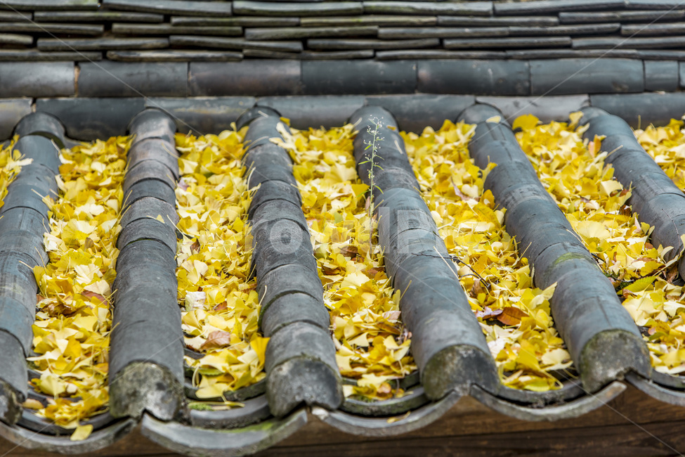기와,낙엽,단풍,선,패턴,전통,가을,계절,fall,autumn,season,한국전통,한국문화,korean traditional,korean culture,건축물,건물외관,exterior,building,structure,architecture,construction,plant,식물