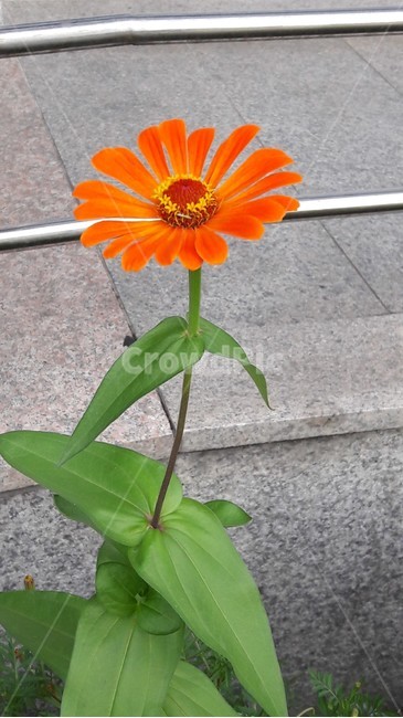 주황백일홍,백일홍,여름꽃,백일초,들꽃