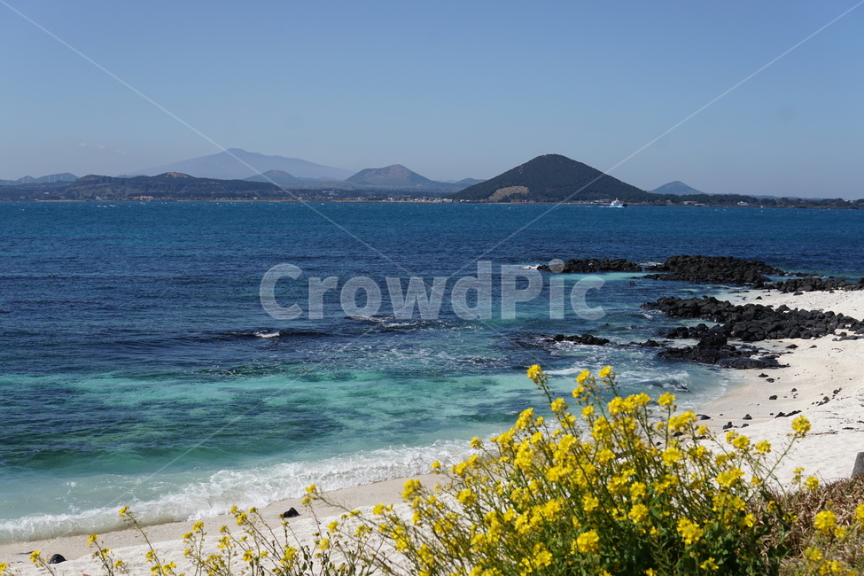 우도,바다,유채꽃,해안,봄,자연,풍경,nature,landscape,한국자연풍경,한국자연경관,korea nature landscape,제주도,jeju,jeju island,promontory,곶,outdoors,옥외,land,땅,sea,water,물,ocean,대양,shoreline,해안선