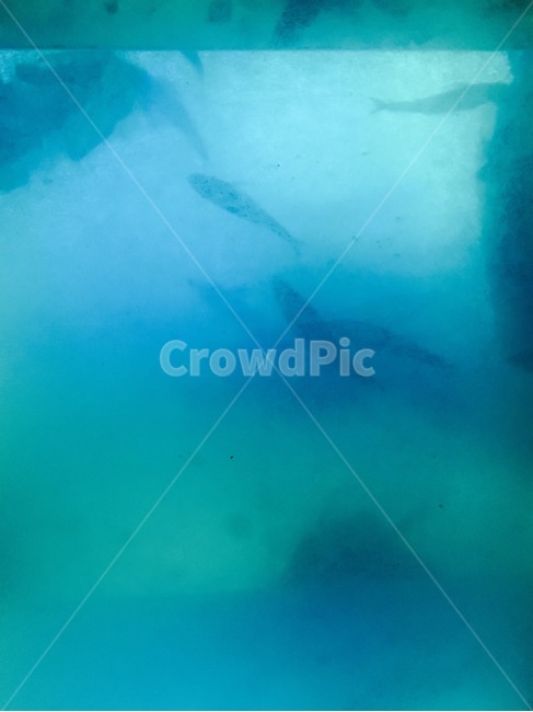물고기,fishi,파랑,blue,silhouette,바다,실루엣,그림자,맑은,하늘색,청명한,clear,심해