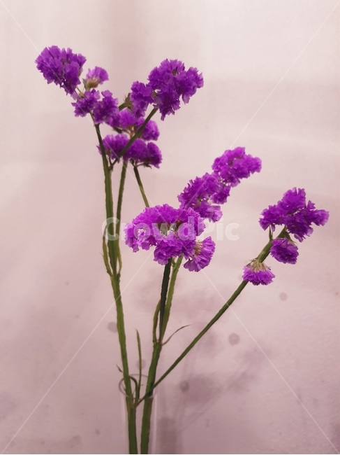 스타티스,꽃,보라색,보라색꽃,식물,flower,purple,식물,자연,plants,nature,꽃,flower