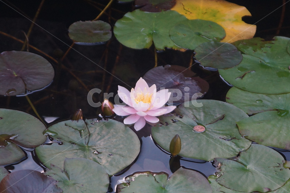 연꽃,식물,flower,꽃,plant,blossom