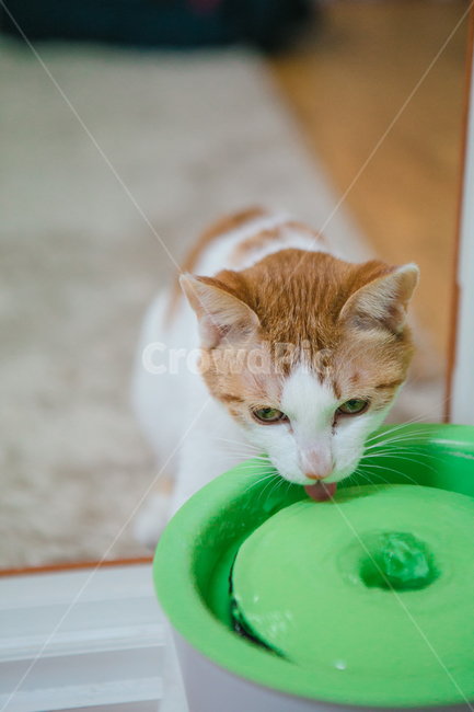고양이,물,급수기,반려묘,cat,귀여운,동물,animal,포유류,mammal,고양이,cat,kitten,kitty