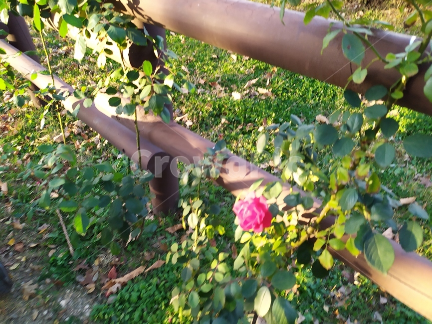garden,정원,outdoors,옥외,꽃,장미,rose,flower,식물,자연,plants,nature,꽃,flower