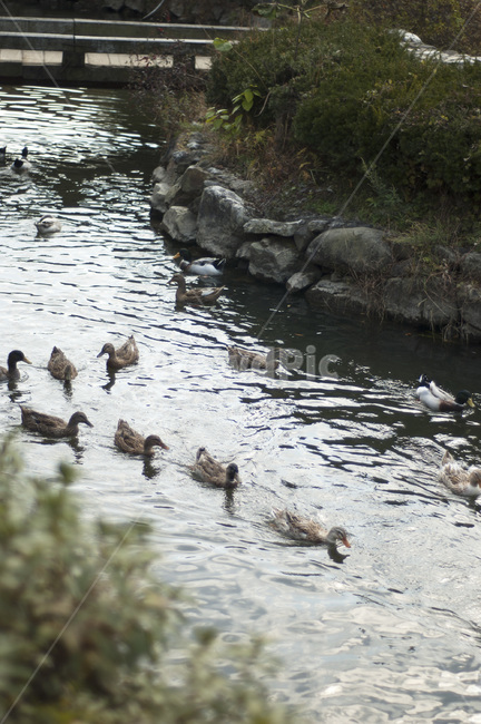 오리,천둥오리,아기오리,연못,개울가,동물,동물,animal,조류,새,birds