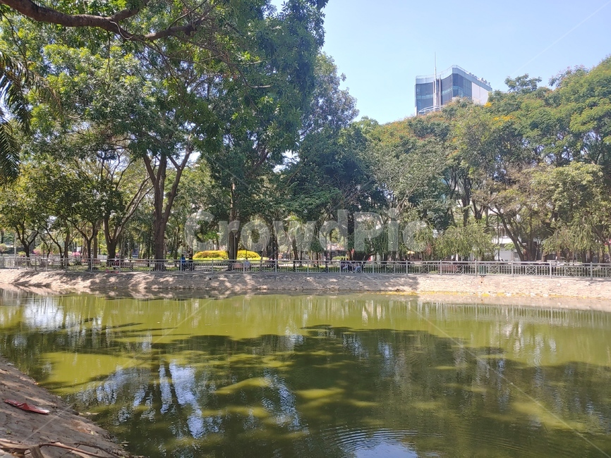 nature,자연,water,물,outdoors,옥외,land,공원,park,나무,tree,greenalgae,녹조