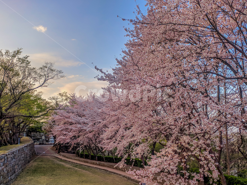 벚꽃,사천,사천읍성,수양공원,봄,벚꽃엔딩,감성,봄,계절,spring,season,plant,식물,flower,꽃,blossom