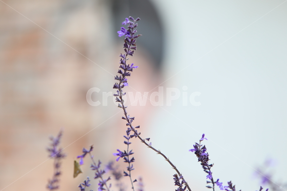 꽃,야생화,자연,들꽃,식물,식물,자연,plants,nature,꽃,flower