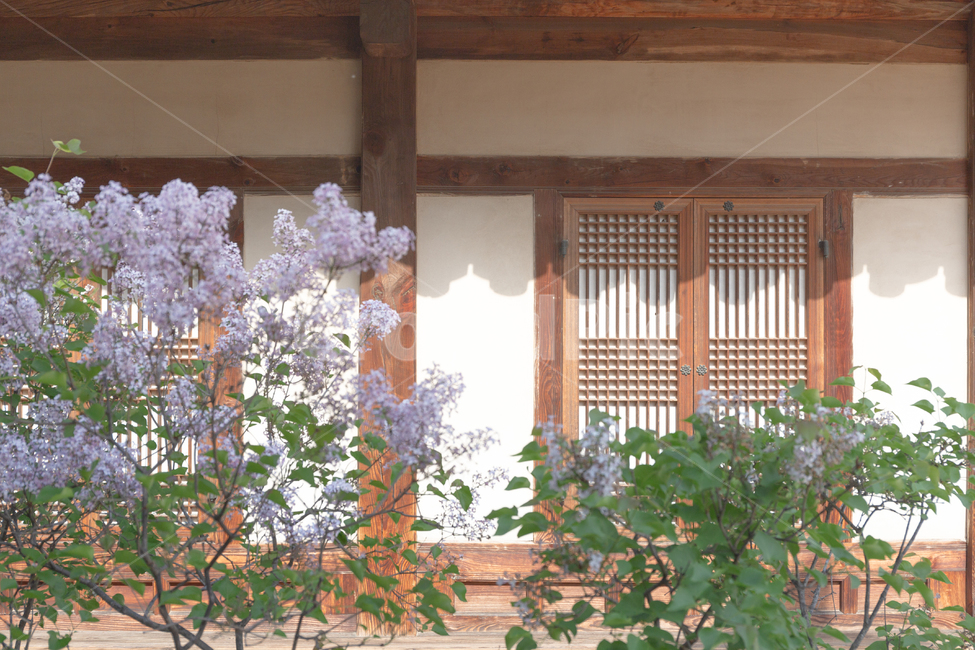 한옥,전통,꽃,감성,traditional,한국랜드마크