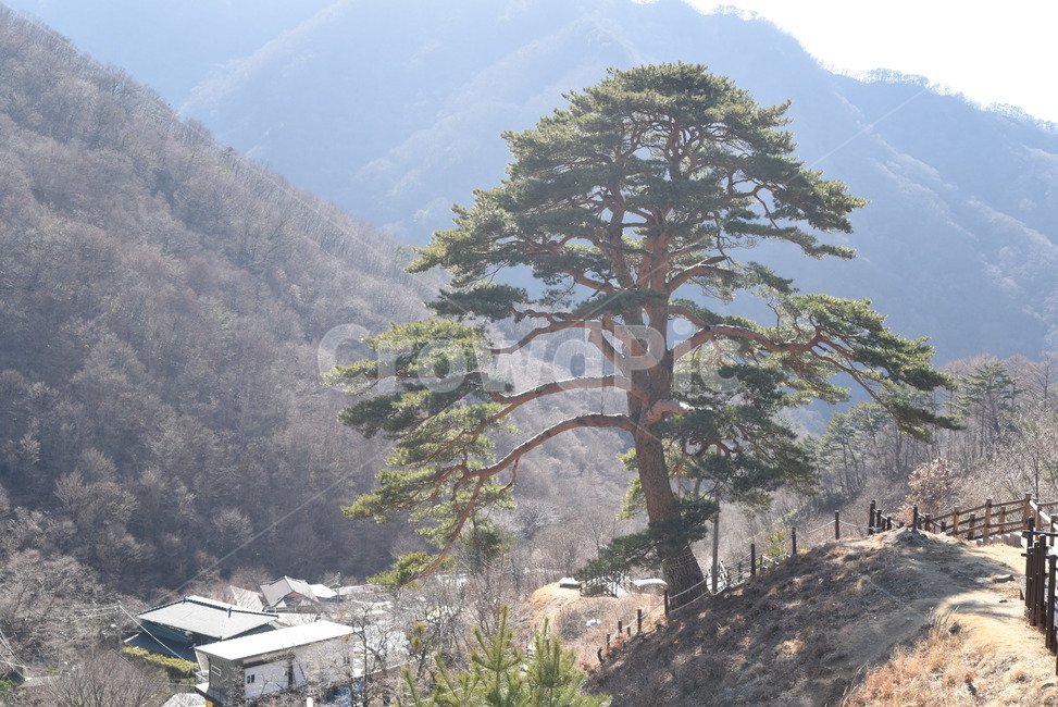 지리산,뱀사골,천년송,명품소나무,와운리,국립공원,천년기념물,신목,소나무,nature,자연,outdoors,옥외,tree,나무