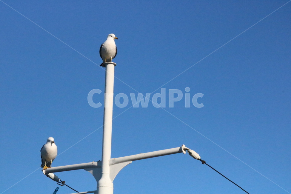 갈매기,바다,새,하늘,동물,동물,animal,조류,새,birds