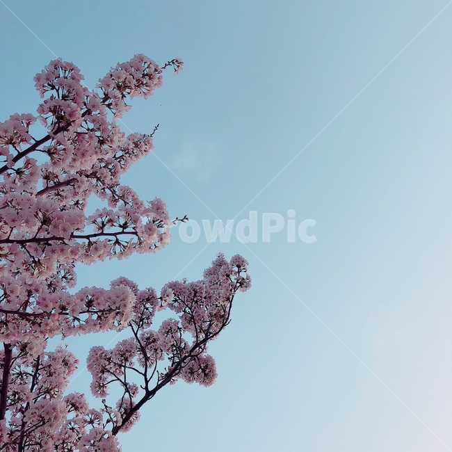 봄,꽃,봄풍경,벚꽃,벚꽃사진,풍경사진,하늘,감성사진,봄,계절,spring,season,식물,자연,plants,nature,꽃,flower,plant,blossom