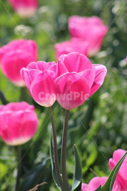 튤립,꽃,정물,화사,접사,봄,계절,spring,season,식물,자연,plants,nature,꽃,flower,plant,blossom