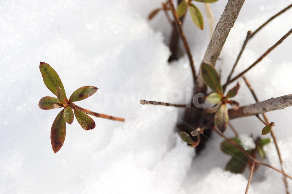 눈밭,눈,희망,겨울,풀,하얀,깨끗한,겨울,계절,winter,season,식물,자연,plants,nature