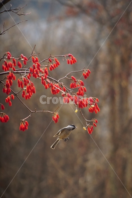 박새,산수유,자연,철새,겨울,식물,자연,plants,nature,동물,animal,조류,새,birds,과일,열매,fruit