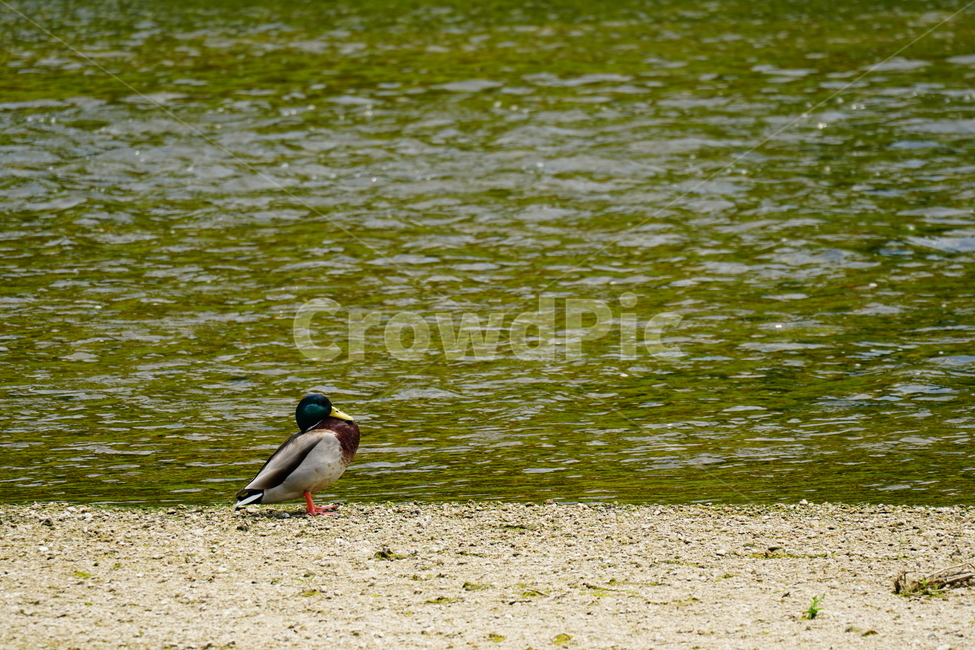 오리,청둥오리,철새,동물,조류,새,자연,duck,bird,animal,nature,풍경,landscape,중랑천,하천,강변,river,서울,seoul,여름,summer,6월,june,강가,모래사장,동물,animal,조류,새,birds