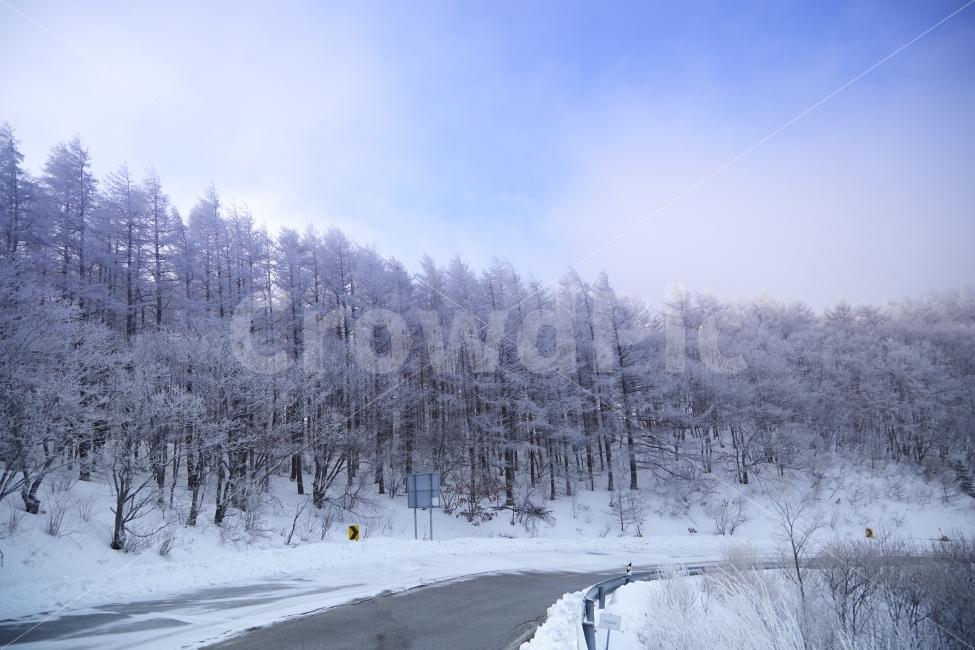 겨울,만항제,함백산,눈,설경,상고대,겨울,계절,winter,season,자연,풍경,nature,landscape,한국자연풍경,한국자연경관,korea nature landscape,plant,식물,tree,나무,outdoors,옥외,abies,아비,fir,전나무,ice,빙