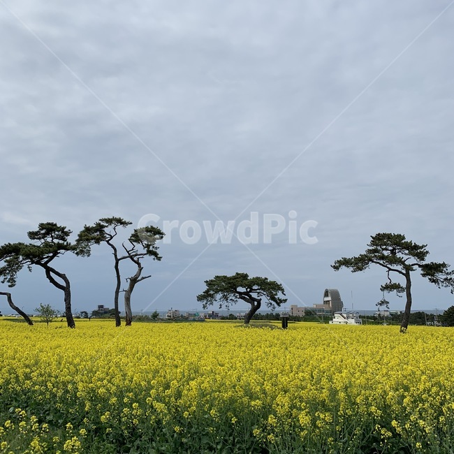 포항,호미곶,유채꽃,나무,하늘,field,자연