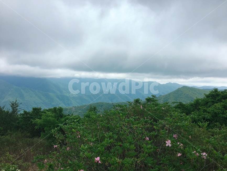 가지산,산등성이,등산,산풍경,나무,초록풍경,나무숲,숲
