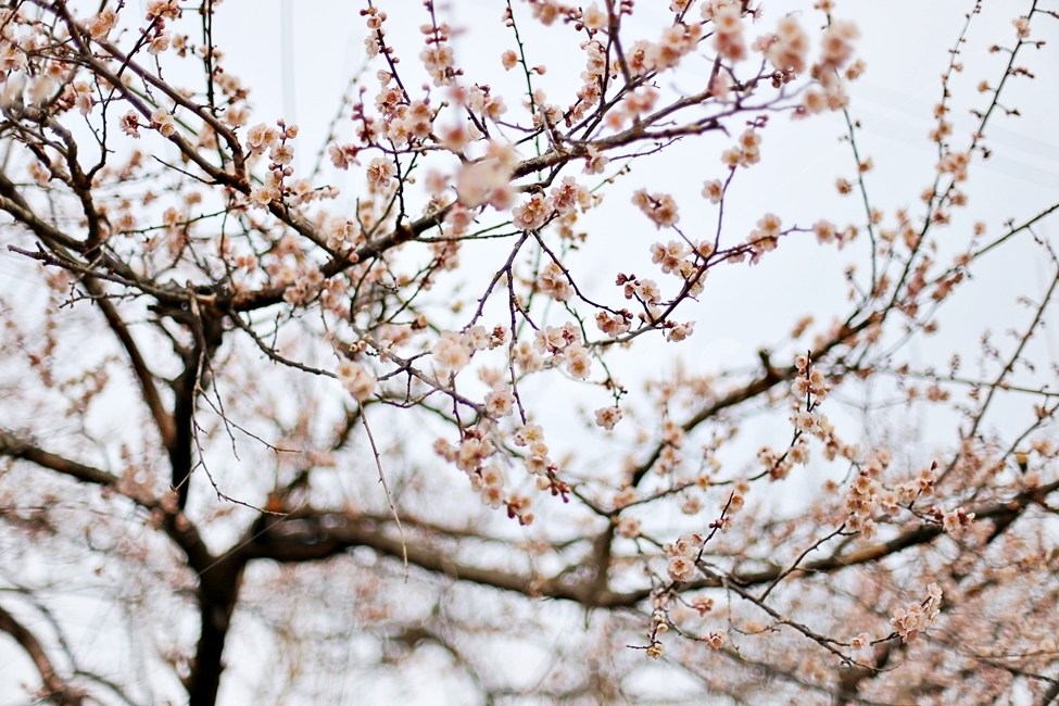 매화,매화꽃,꽃,하동,매화축제,hadong,flower,봄,계절,spring,season,식물,자연,plants,nature,꽃,flower,plant