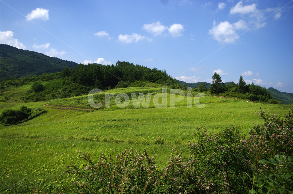구름,식물,풍경,하늘,초록,여름,목초지,들,nature,자연,자연,풍경,nature,landscape