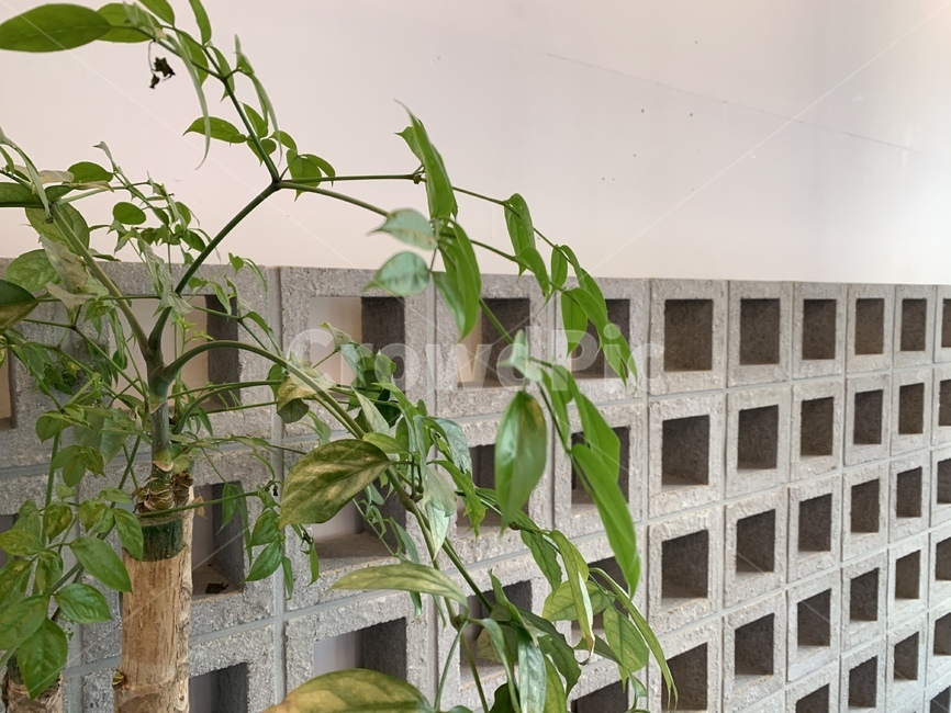 plant,식물,나무,벽돌,콘크리트,빛,꽃,도시농장,초록색,공기정화,공기,정화,식물원,concrete,정글