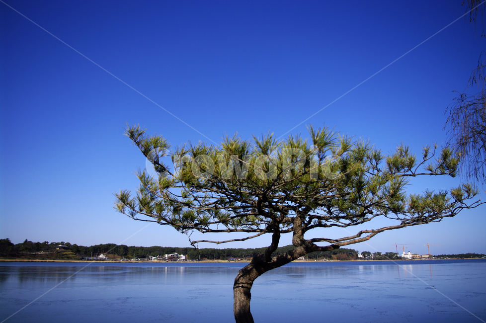 호수,나무,풍경,겨울,color,겨울,계절,winter,season,식물,자연,plants,nature,나무,trees,wood