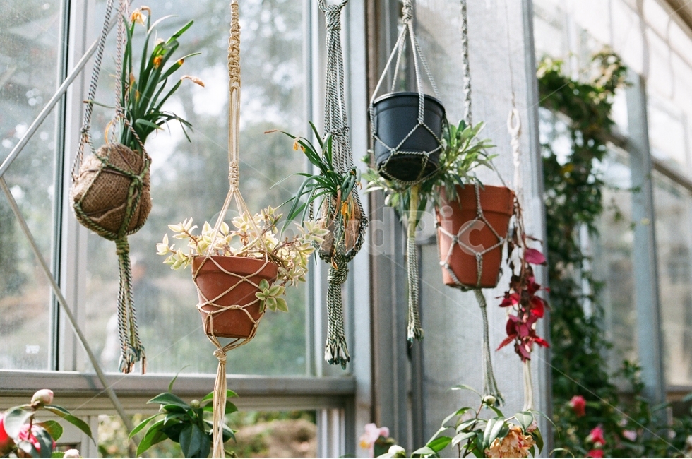 화분,꽃,인테리어,소품,자연,필름사진,식물,자연,plants,nature,실내용화초,화분,화초,house plant,인테리어,실내디자인,interior design