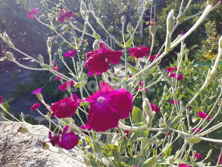 우단동자,속씨식물,쌍떡잎식물,중심자목,식뮬,플란넬초