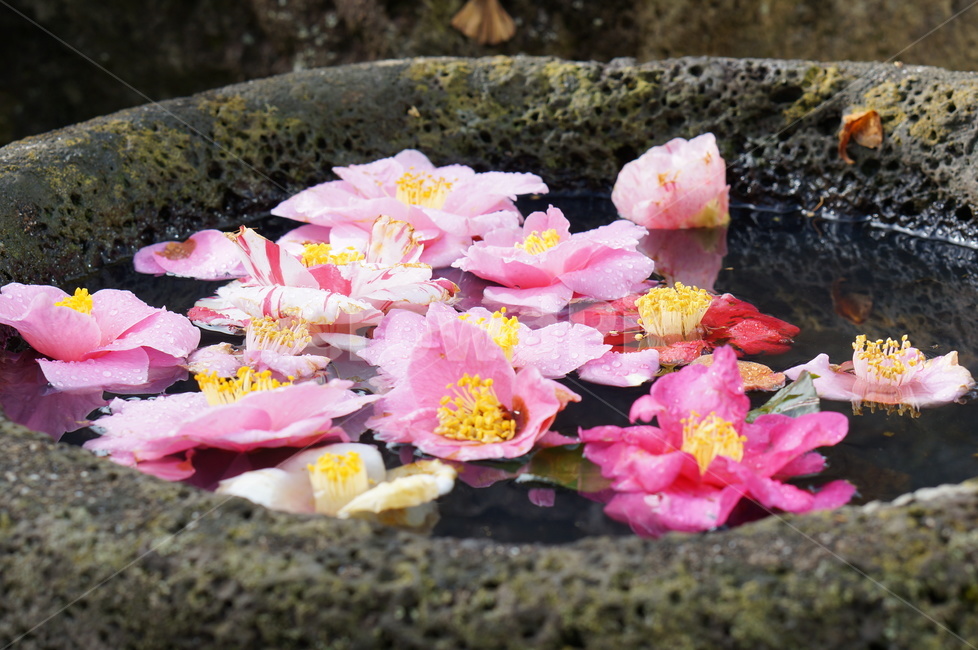 동백꽃,동백,꽃,꽃잎,물,낙화,camellia,blossom,flower,petal,water