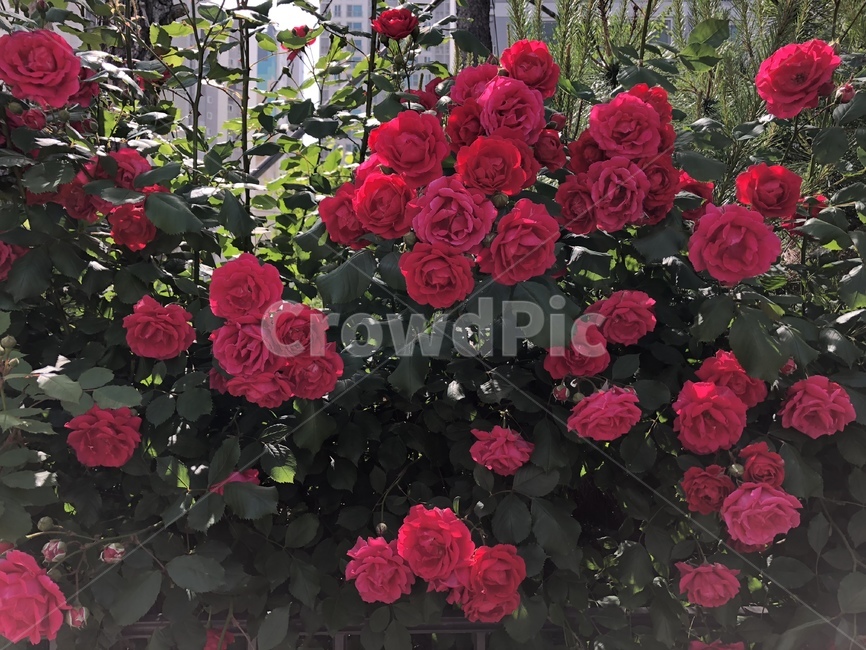 장미,여름,꽃,장미덩쿨,당쿨,식물,여름꽃,담장,rose,flower