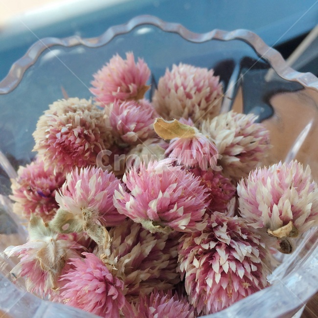 꽃,식물,장식,flower,plants,ornament,decoration