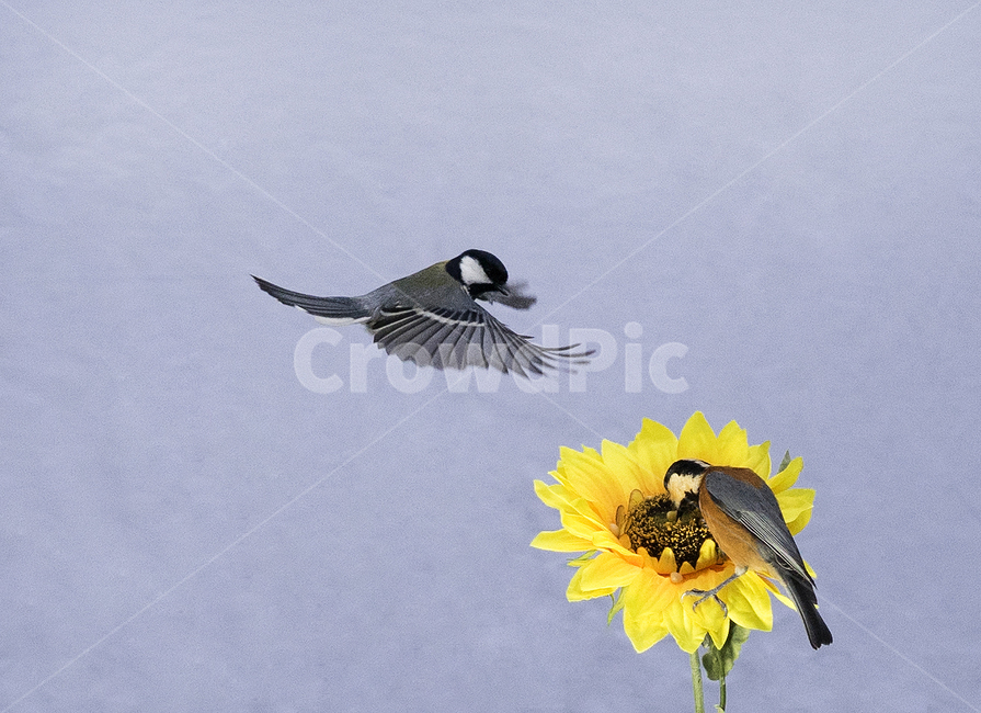 동물,새,bird,조류,딱새,박새,동물,animal,조류,새,birds