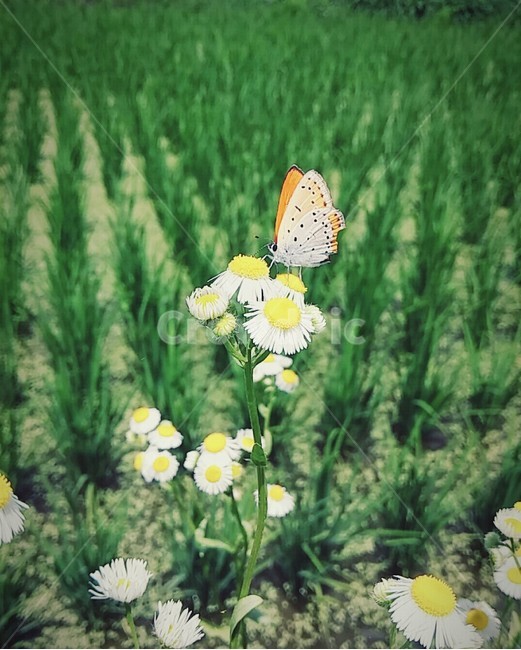 나비,꽃,논,시골,자연,식물,자연,plants,nature,꽃,flower,동물,animal,곤충,벌레,insect,bug