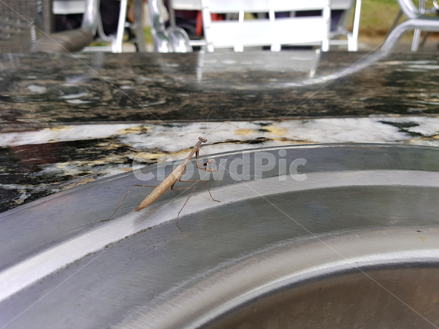 사마귀,곤충,자연,korea,insect,nature