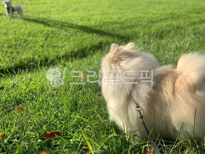 Field,puppy,nature,Take a walk,grass,pomeranian,picnic,dog