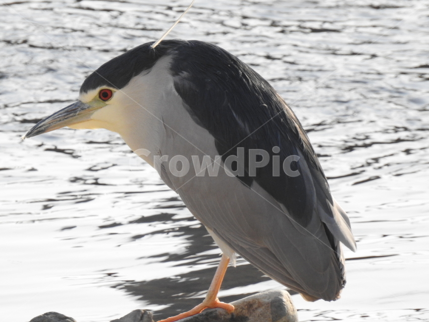 새,자연,동물,조류,생물,동물,animal,조류,새,birds