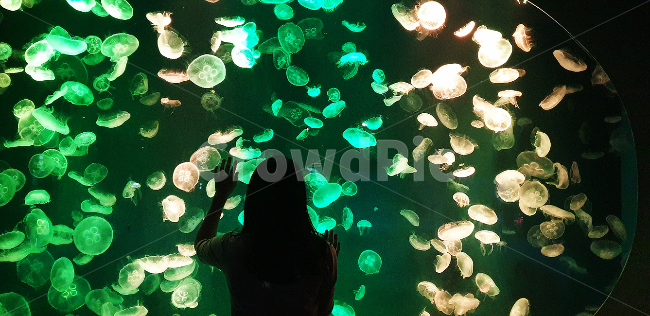 여자뒷모습,해파리,신비로움,해양생물,무척추동물,사람,jellyfish,human
